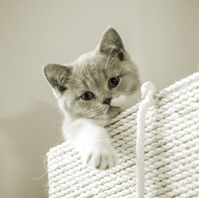 Cats