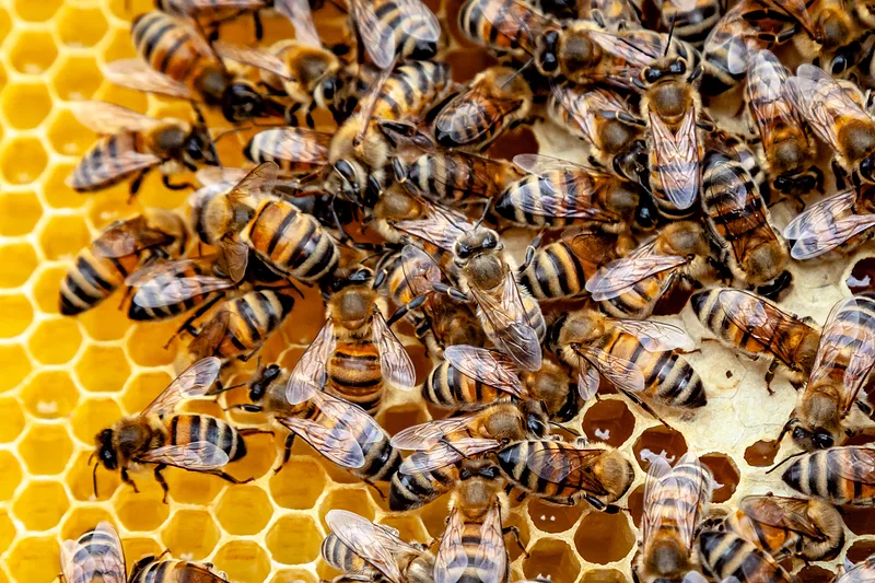 Nahaufnahme zahlreicher Honigbienen auf einer gelben Wabenstruktur.